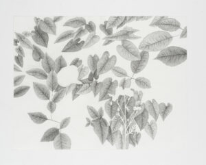 Grey-14_2019